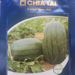 G dưa hấu F1 Apolo 66 Chia Tai